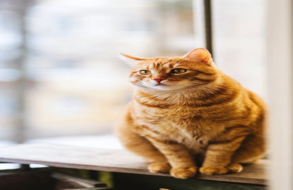 Wat betekent het spreekwoord 'de kat uit de boom kijken'?