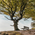 Wat betekent het spreekwoord hoge bomen vangen veel wind?