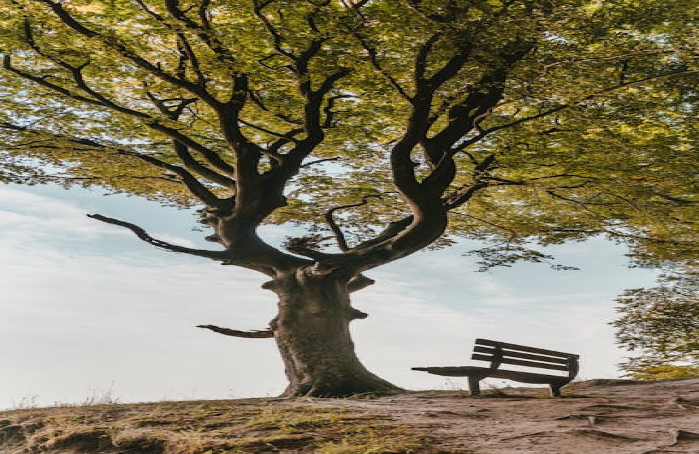 Wat betekent het spreekwoord hoge bomen vangen veel wind?