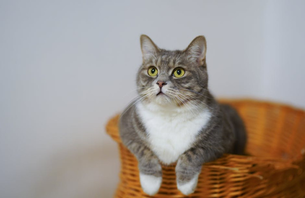 Waarom zeggen mensen 'een kat in de zak kopen'? Betekenis en oorsprong uitgelegd