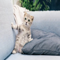 Wat betekent ‘de kat uit de boom kijken’ en waar komt het vandaan?