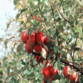 Wat betekent ‘de appel valt niet ver van de boom’?