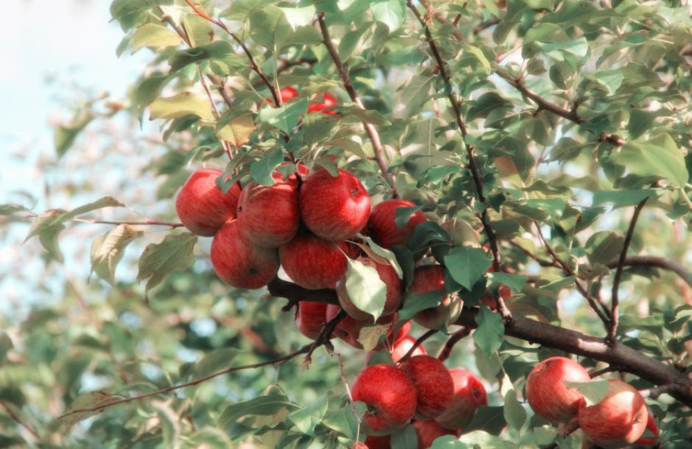 Wat betekent ‘de appel valt niet ver van de boom’?