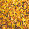Wanneer verkleuren de blaadjes? – Herfsttoppers in de natuur
