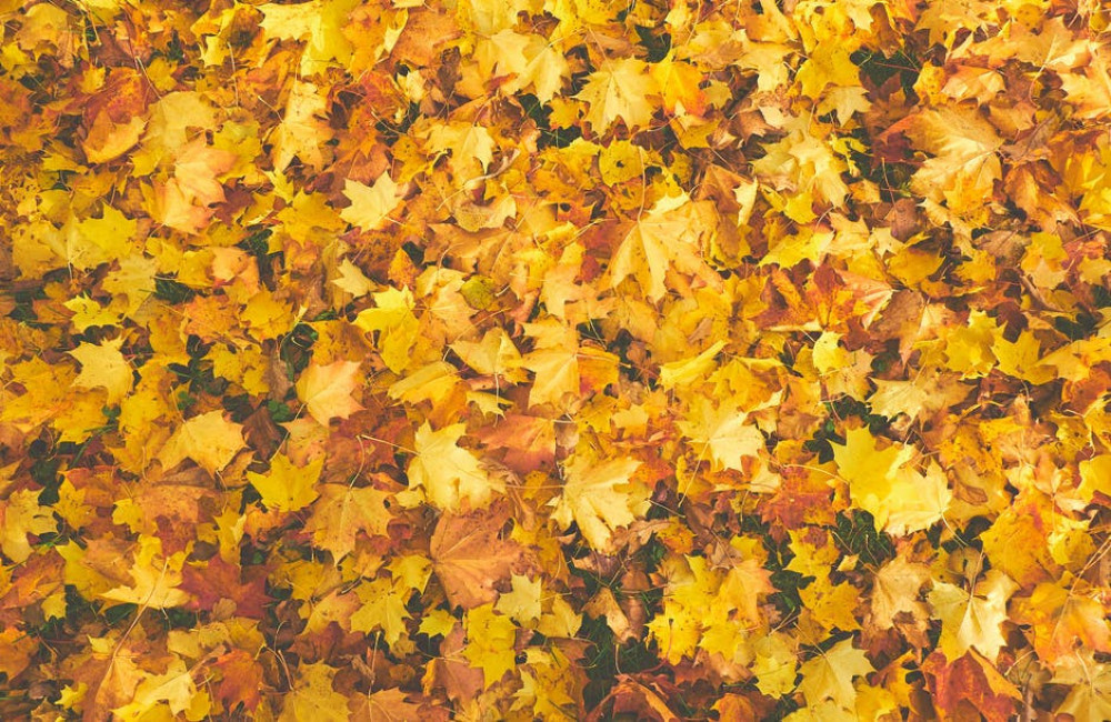 Wanneer verkleuren de blaadjes? – Herfsttoppers in de natuur